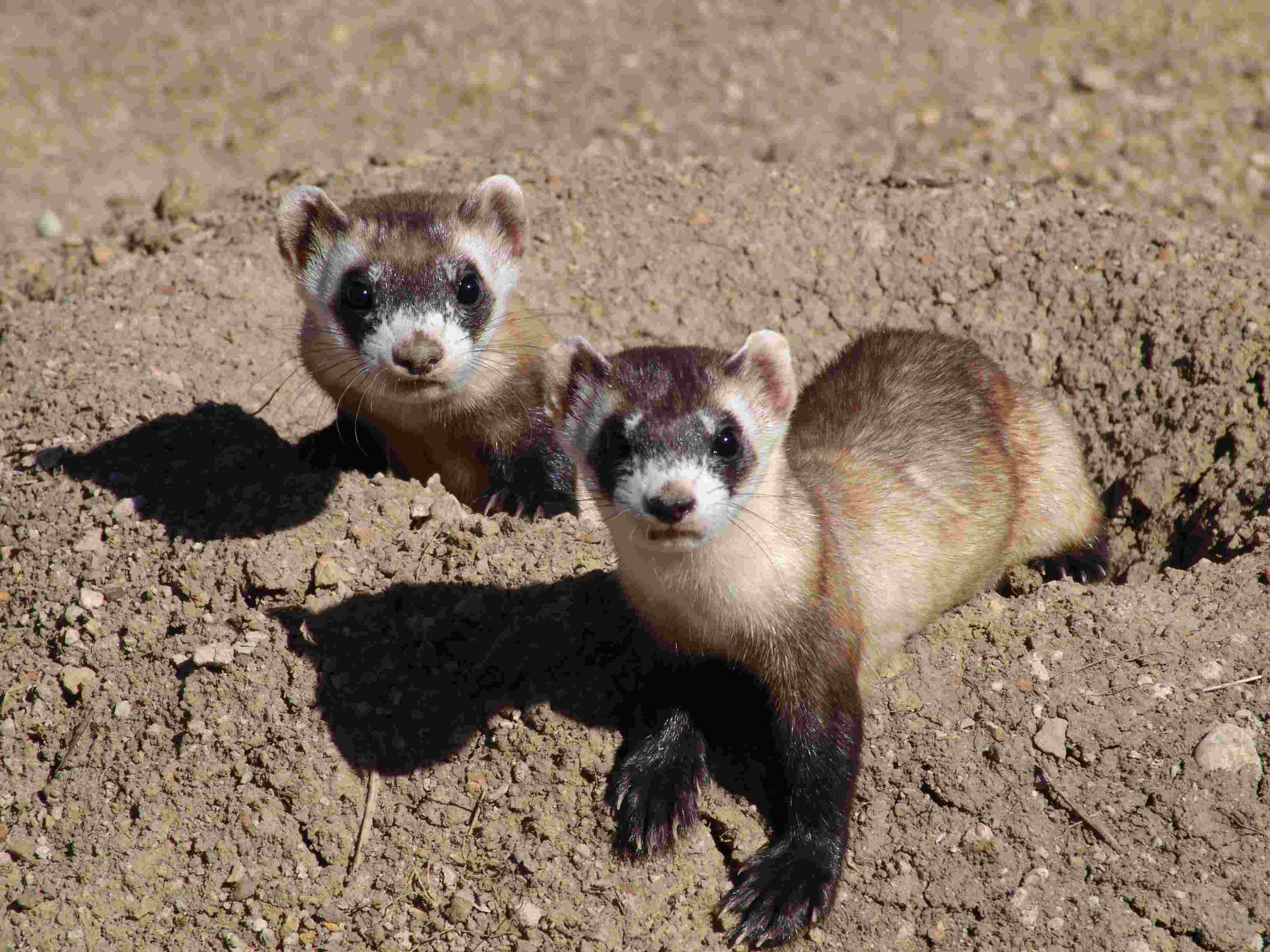 the-black-footed-ferret