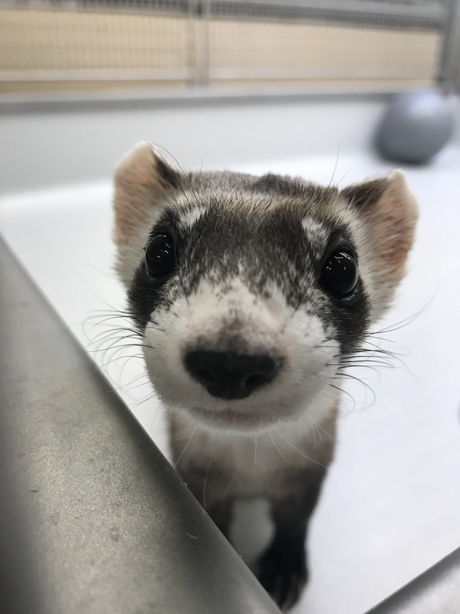 Black-Footed Ferret looking at the camera