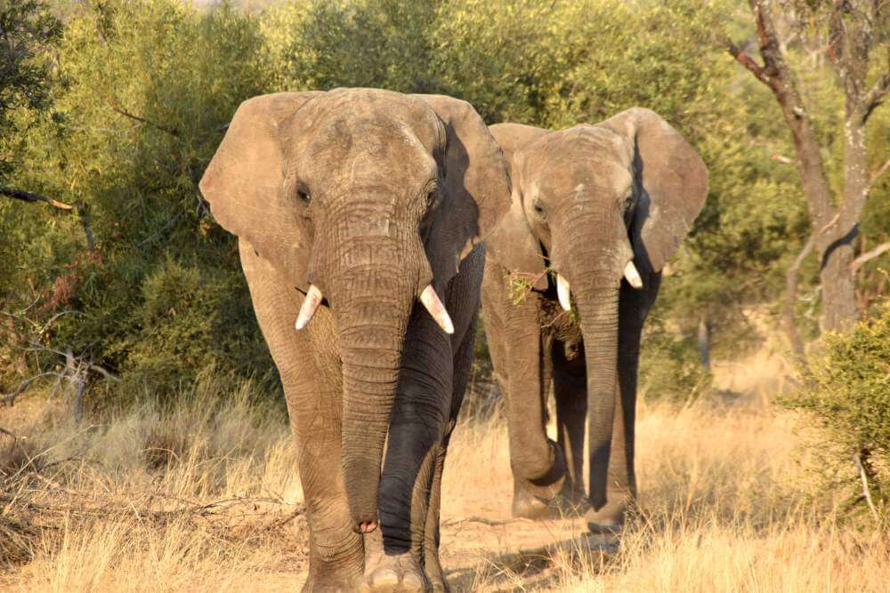 Adventures with Elephants Reserve