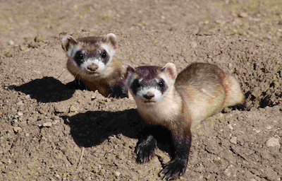 Two ferrets in their natural habitat