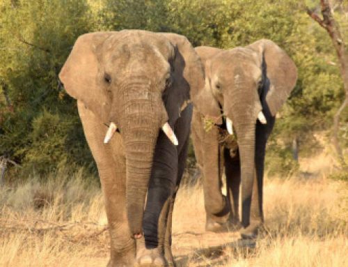 Rumbles on the Savannah: Detecting African elephants