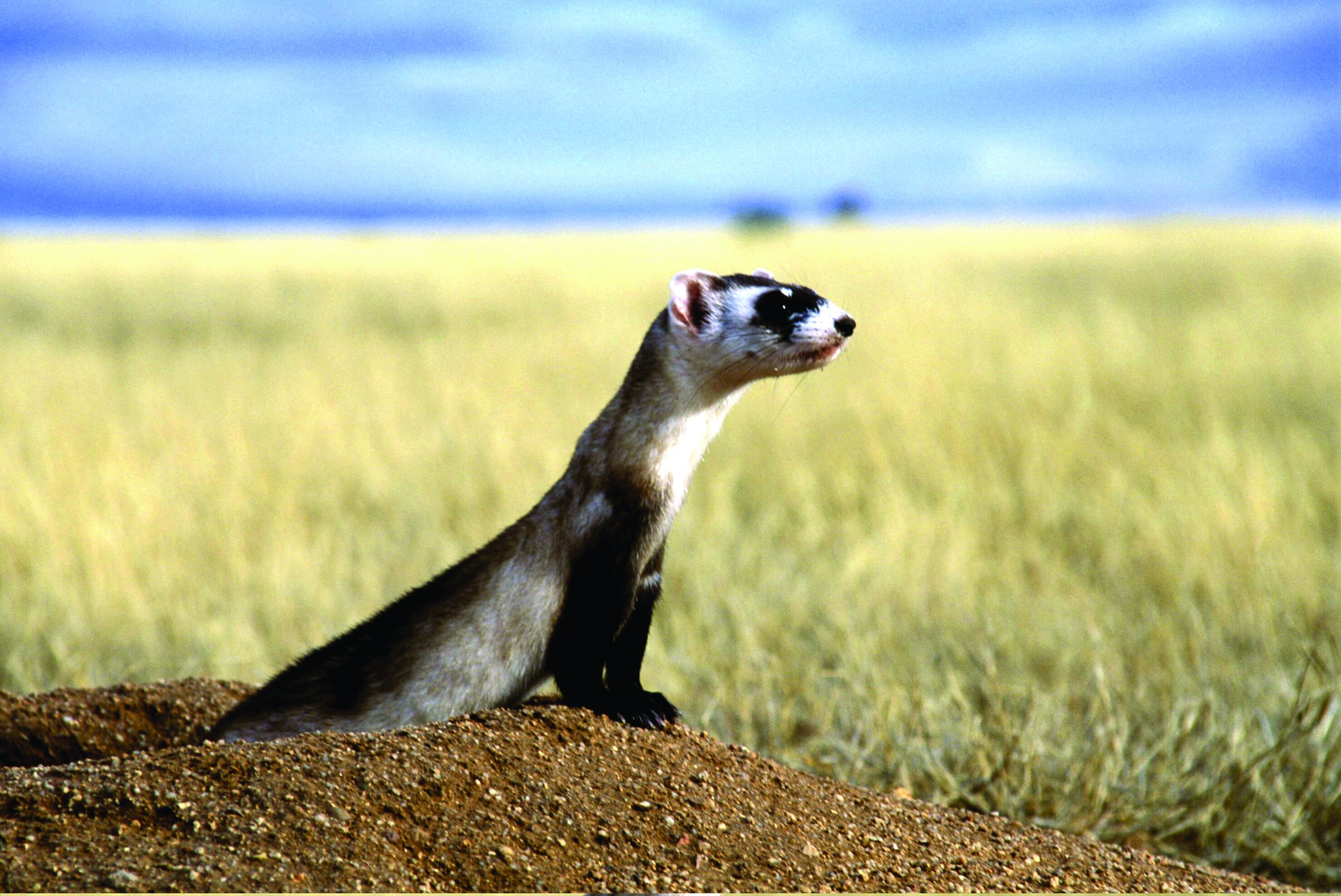 black-footed-ferret-in-its-natural-habitat